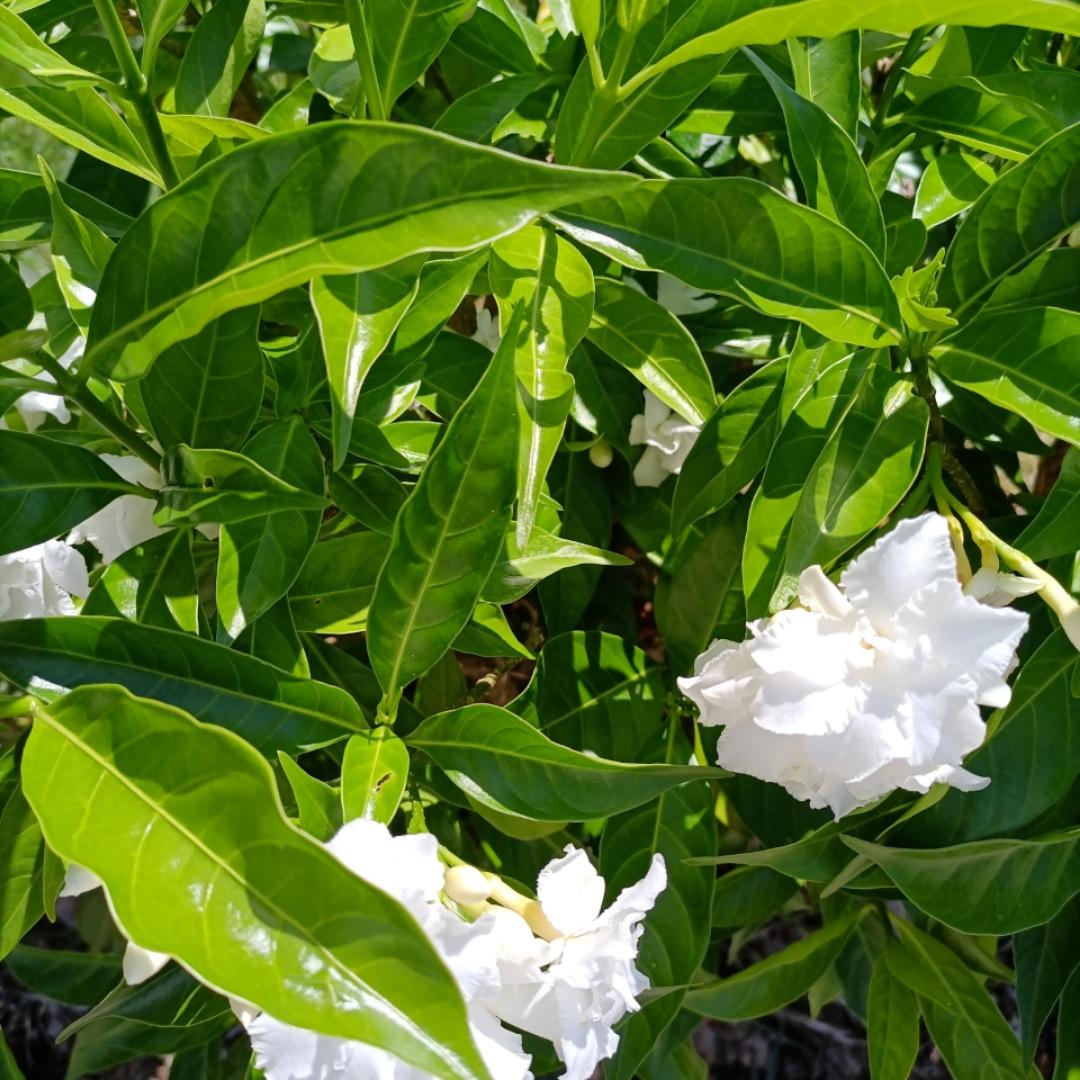 破茧成蝶的桃李成蹊