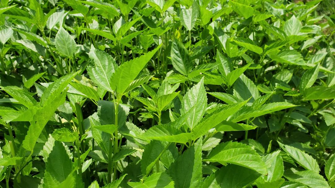 炒麻叶 潮州炒麻叶做法的做法