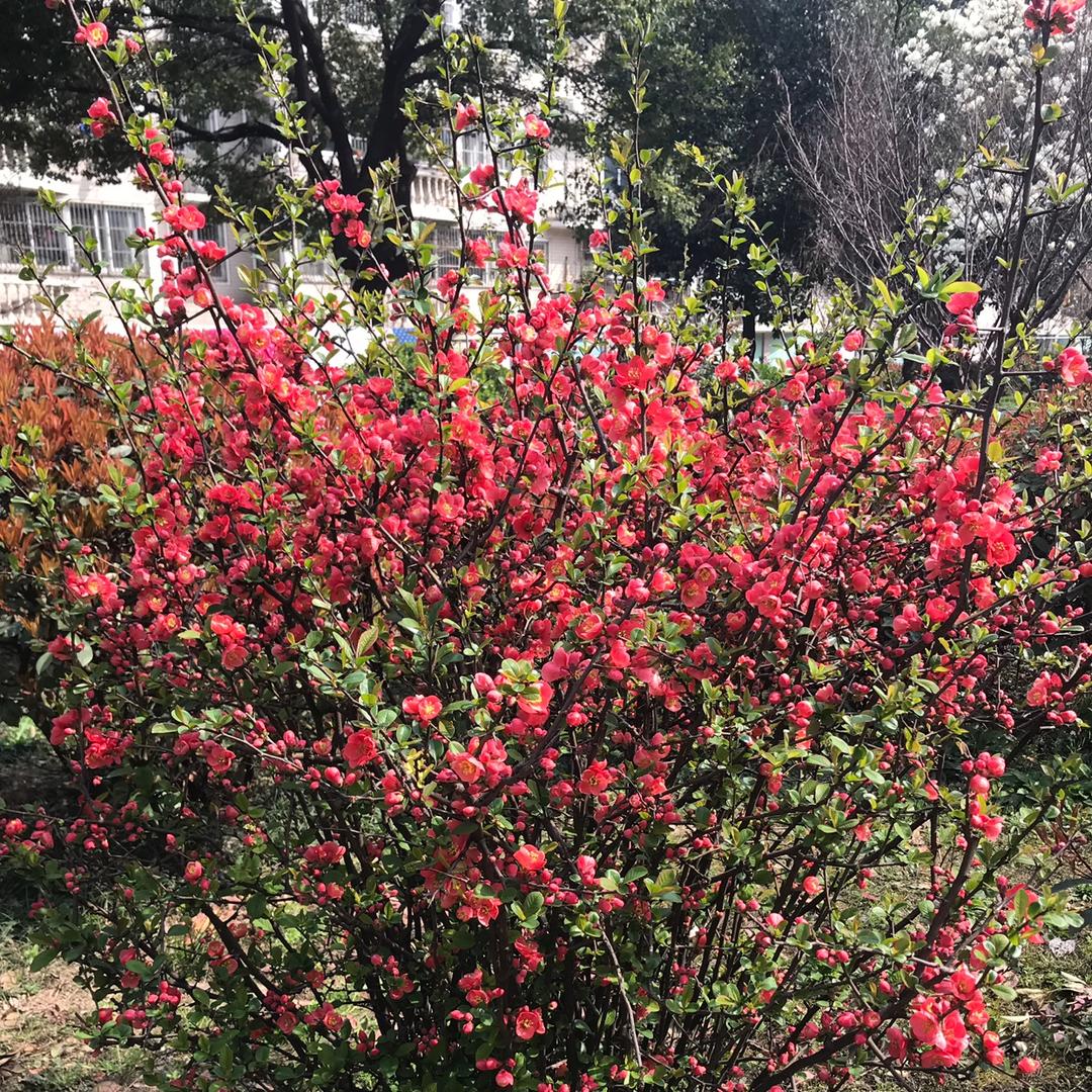 爱上烘焙2