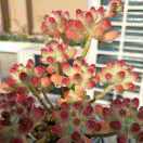 洛施花舍------我心飞翔