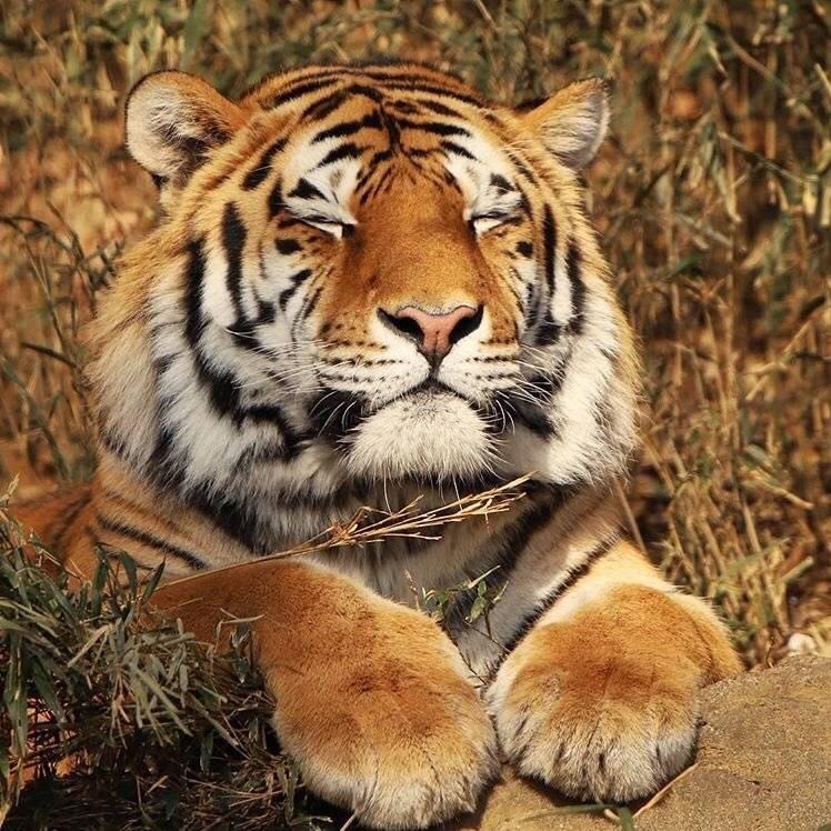 风流潇洒猥琐霸气