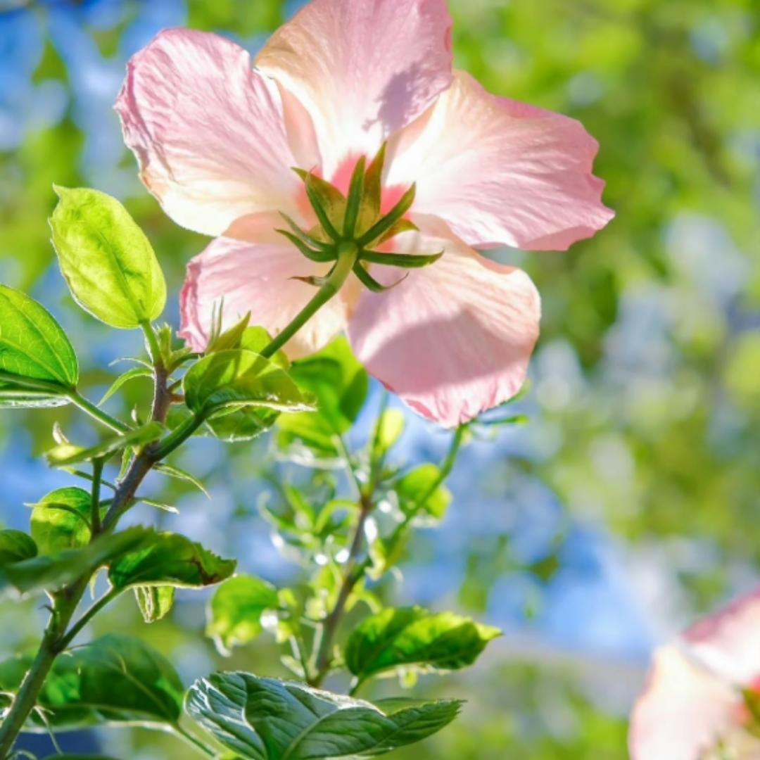 吃吃吃哈哈哈喝喝喝