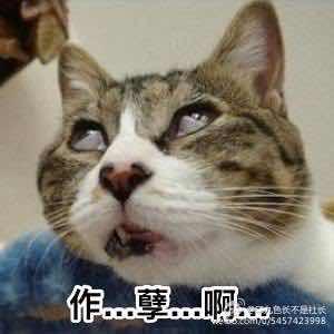 飞来飞去的田芳