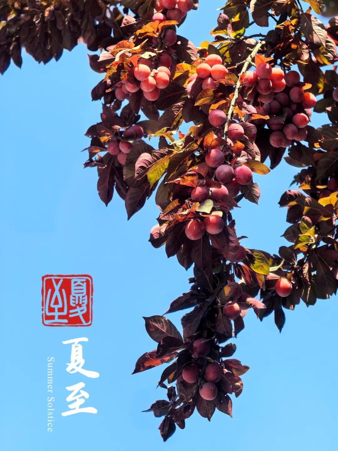 豆角焖面