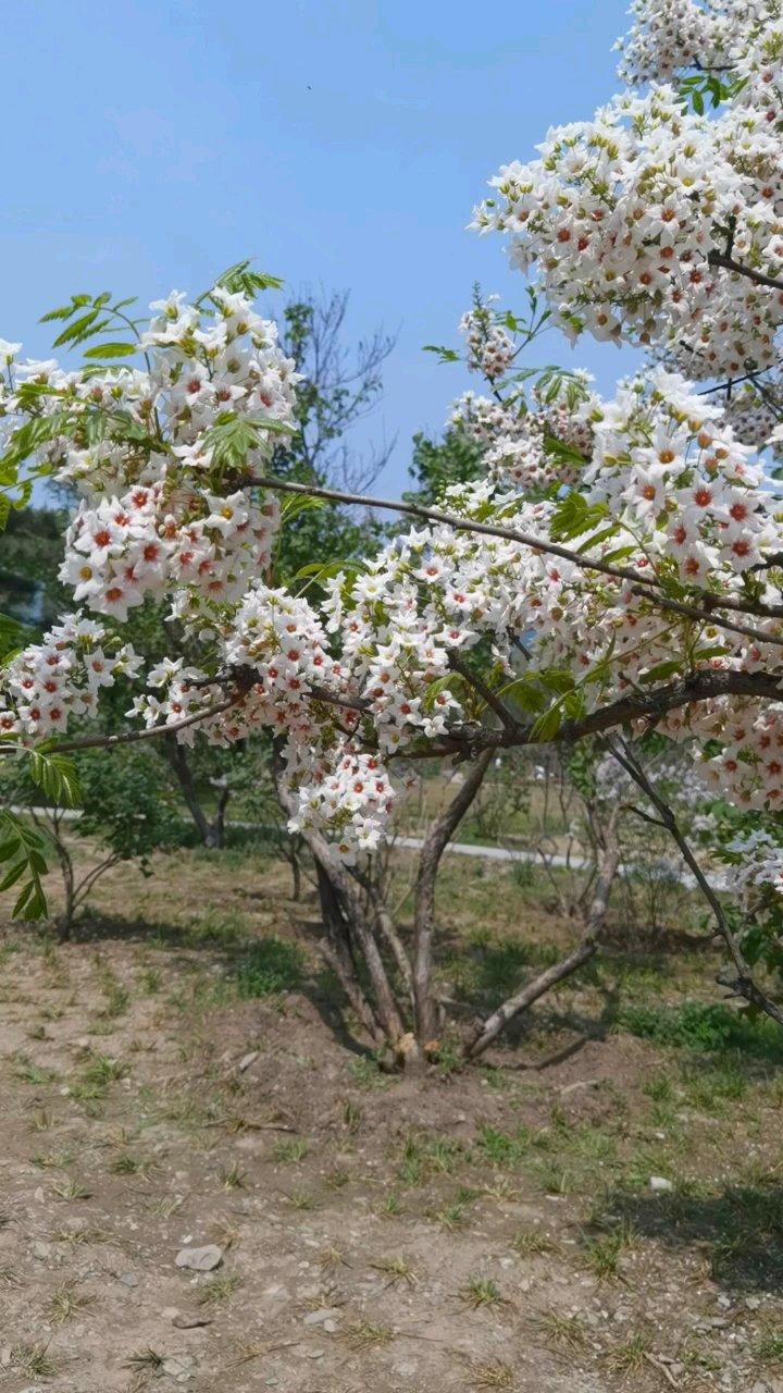 早餐•2026年4月26日
