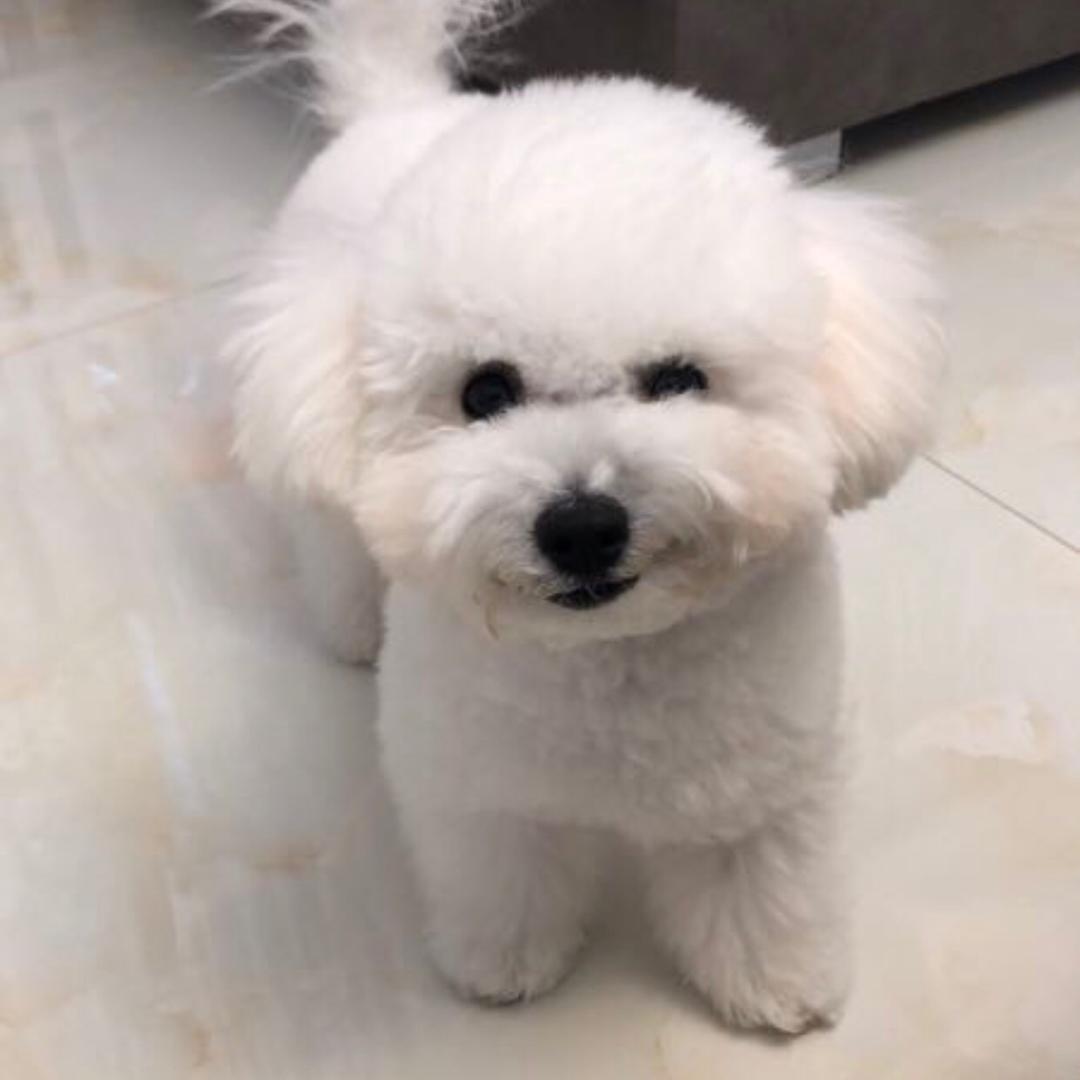 香小小颂