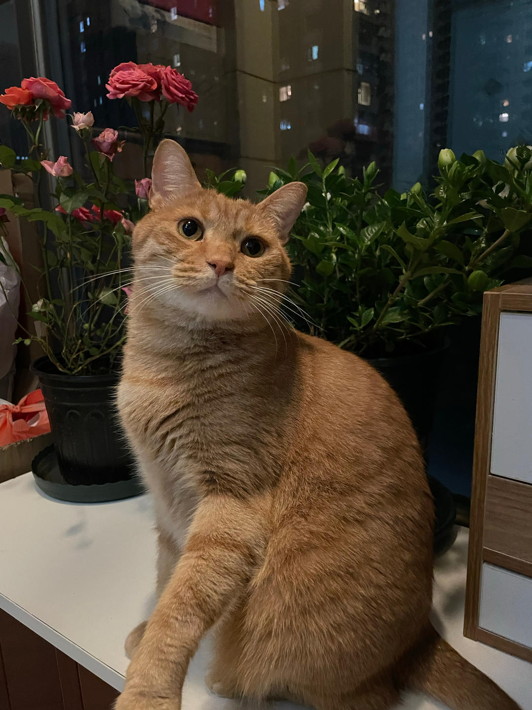 【炒藕带】武汉土著的保姆级教程