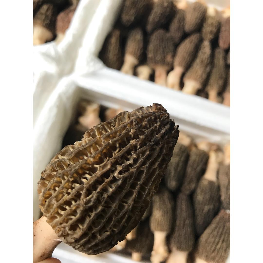 羊肚菌鸡汤（泡发与食法）