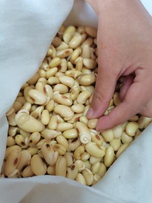 自制黄豆芽，也是家里的生物课哦😊的做法 步骤5