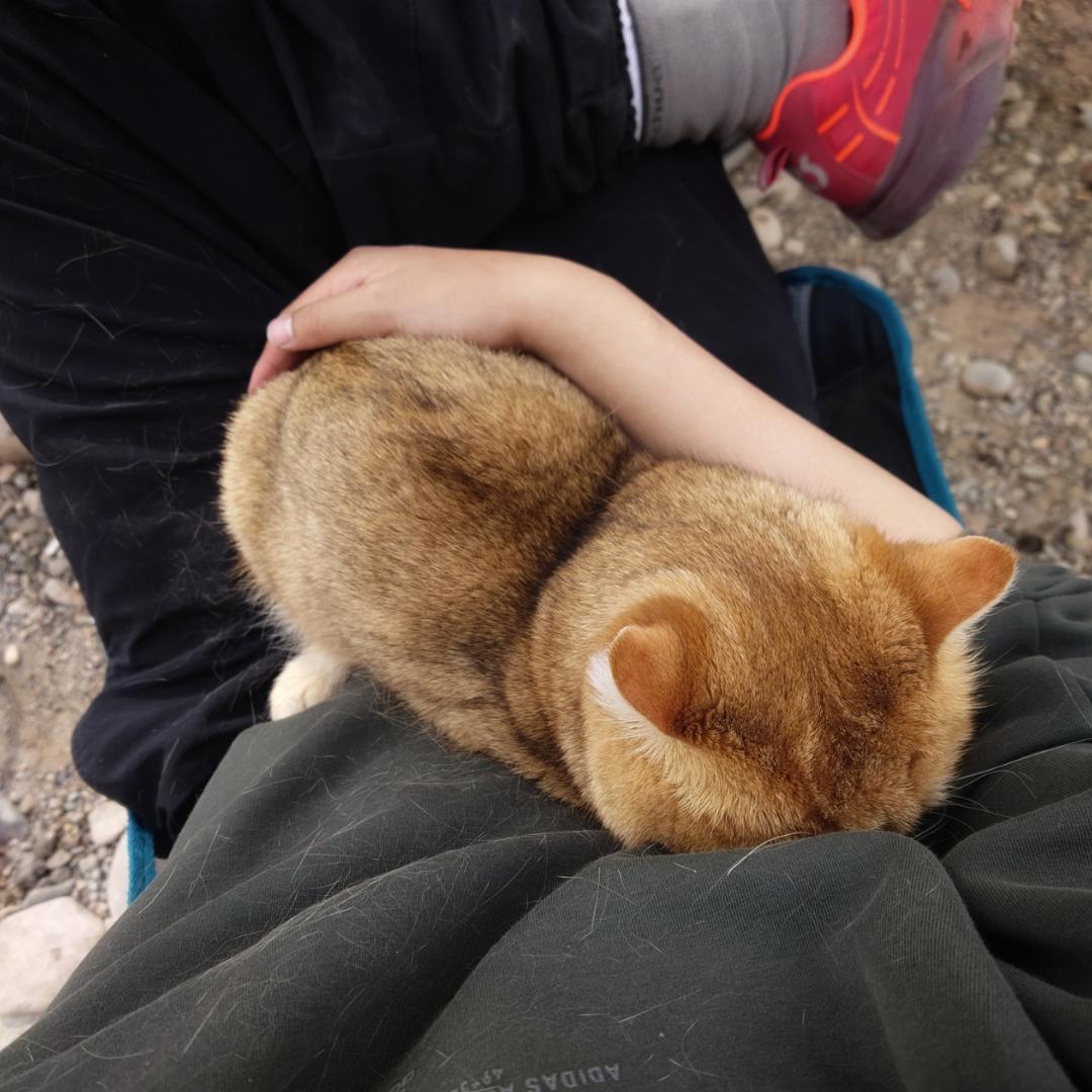 霸天虎瑞吹特