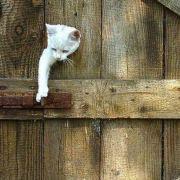 谁还不是个仙宝宝