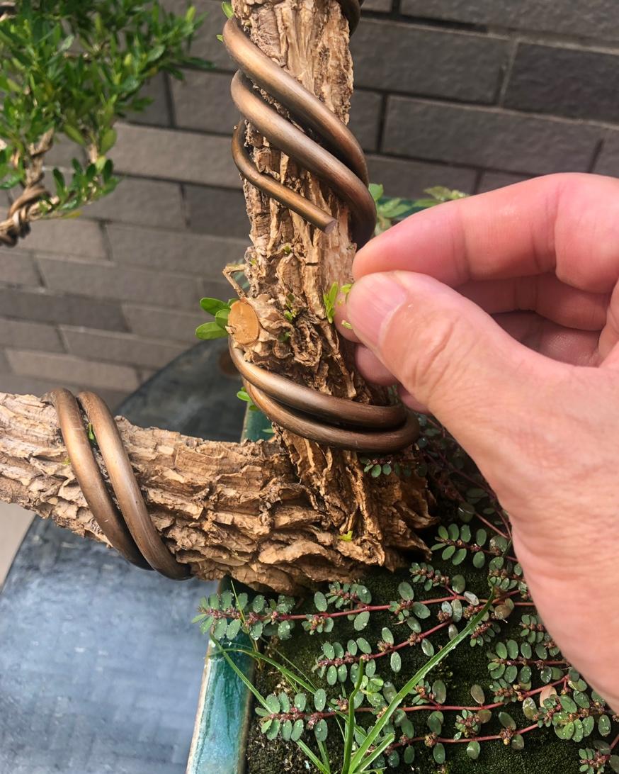 凉拌马齿苋