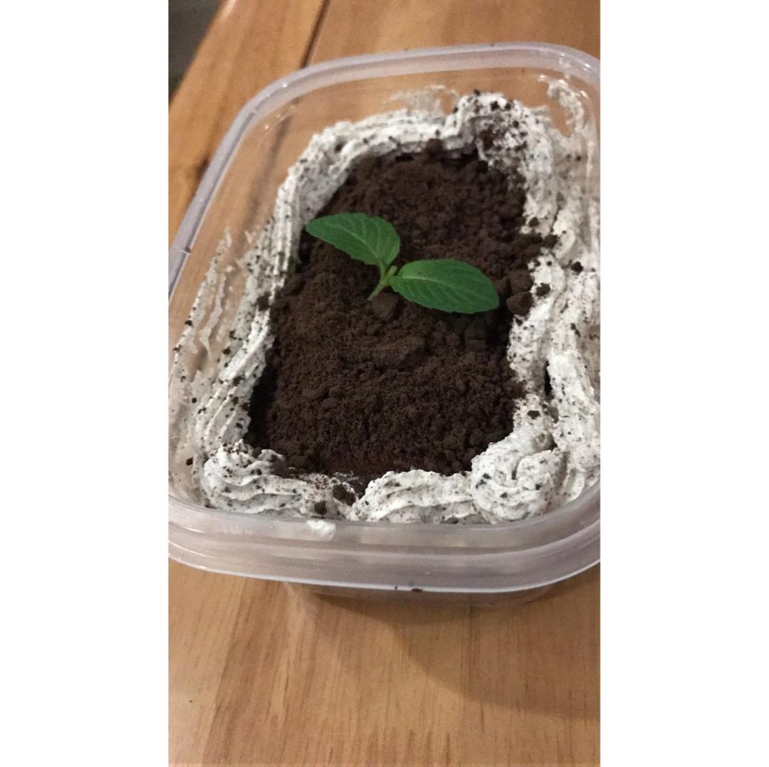 好吃到流泪的奥利奥咸奶油盒子蛋糕