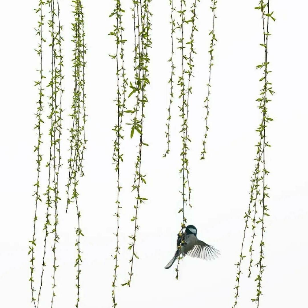 江虫虫