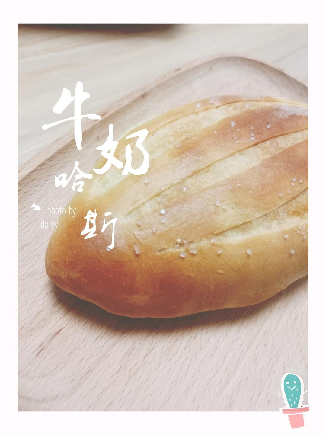 牛奶哈斯