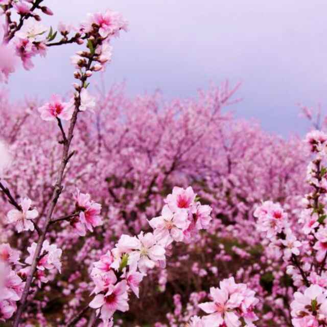 handni