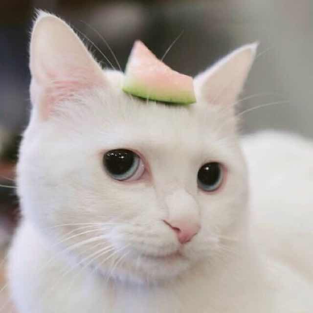樱桃柠檬猫