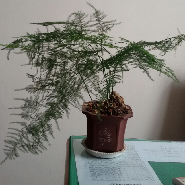 小流汗养的植物