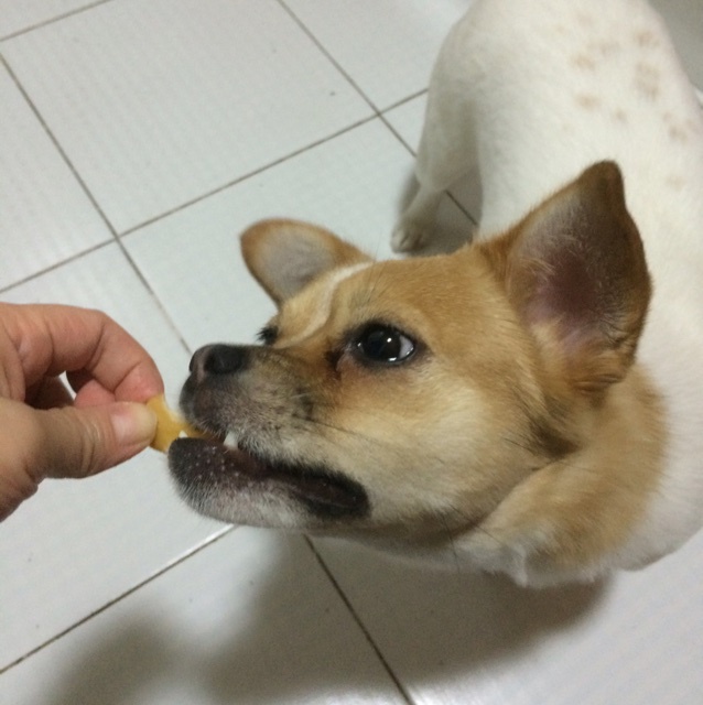 狗狗奖励零食——鸡肉干