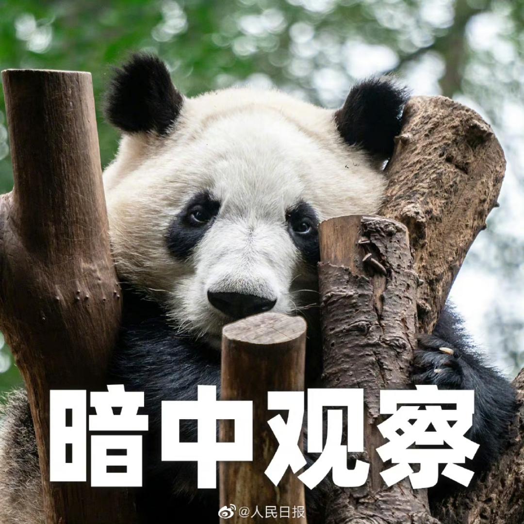 雪晓清笳乱起