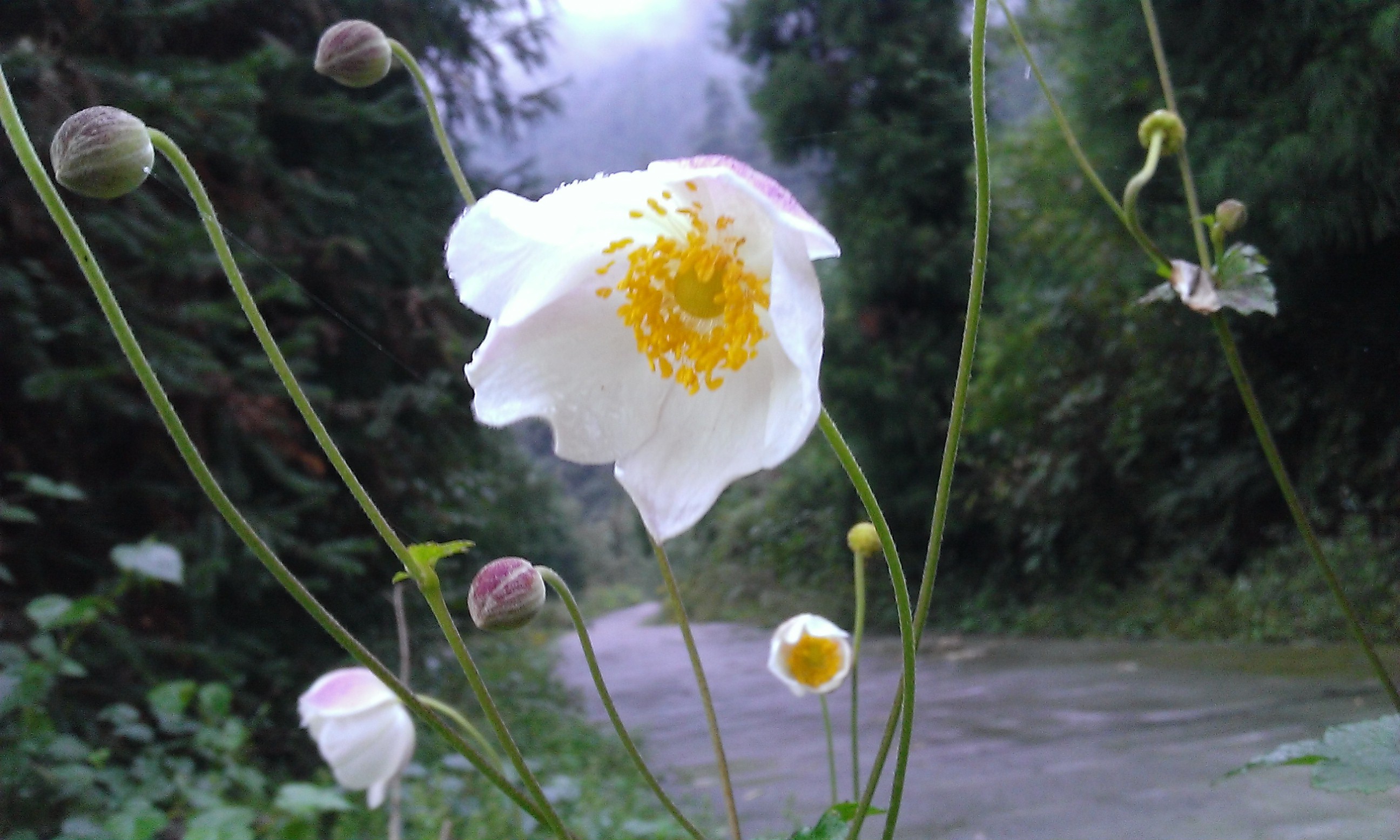 鲜花开在餐桌旁