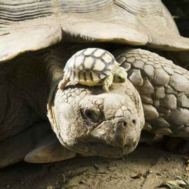 晏然自若下厨房