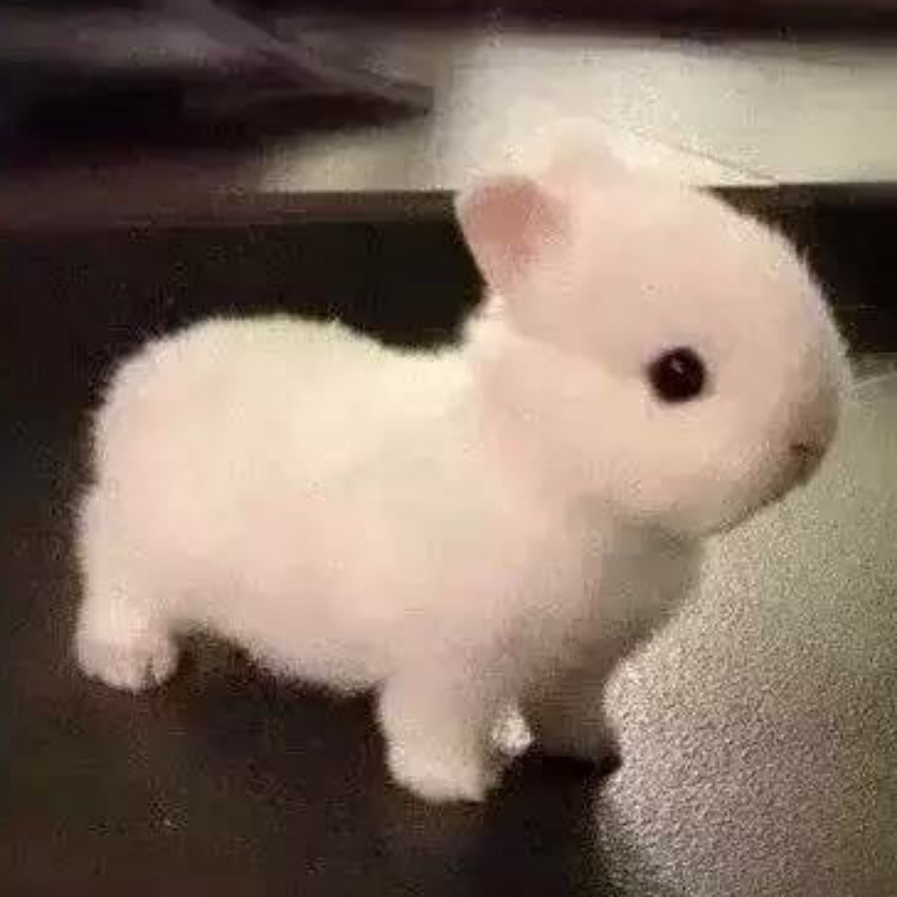 西瓜味小不点点