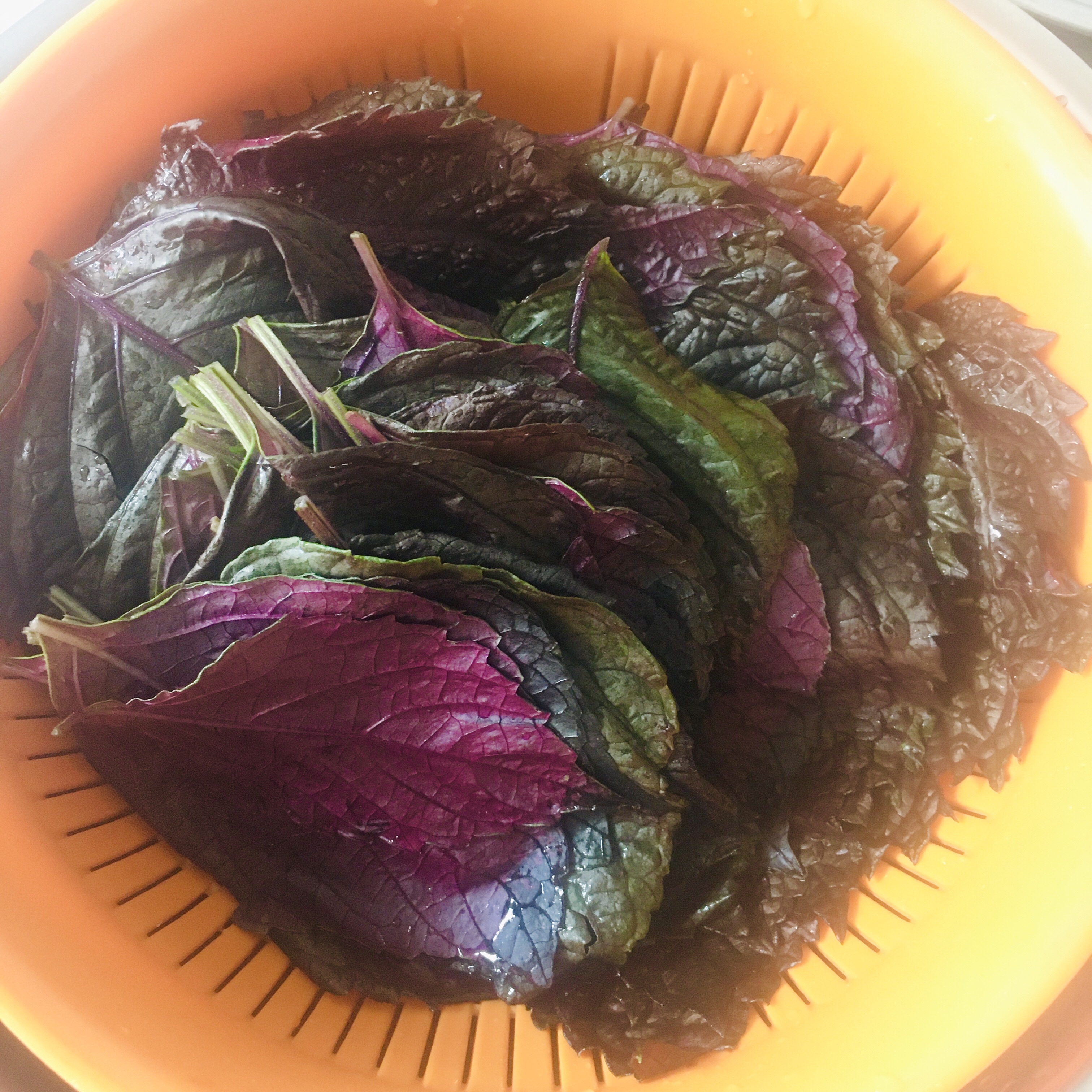 超级下饭的韩式腌紫苏叶的做法 步骤3