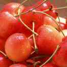 海红果子6864_9g2r