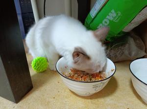 我吃啥猫吃啥｜萝卜豆腐牛腩的做法 步骤3