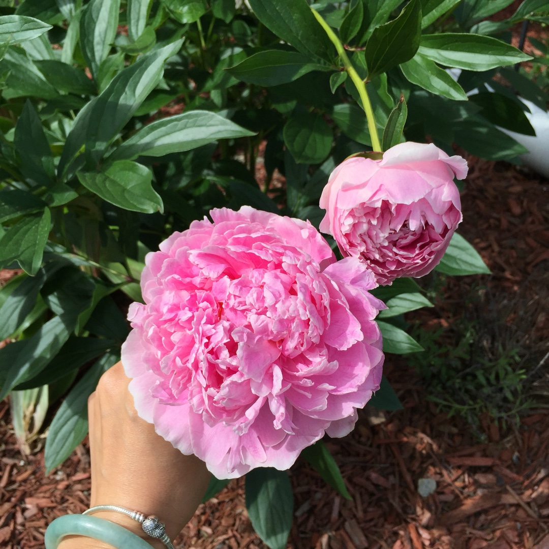 花花世界