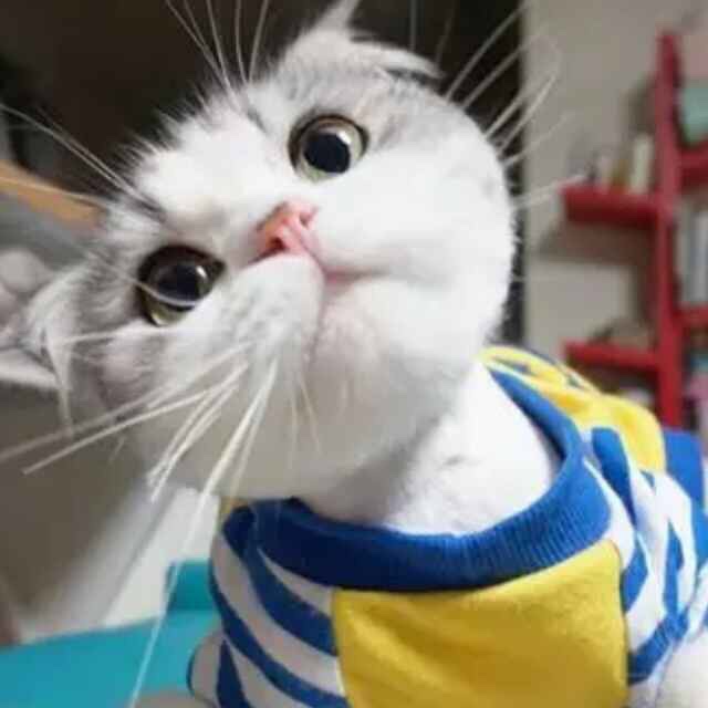 十月贝贝