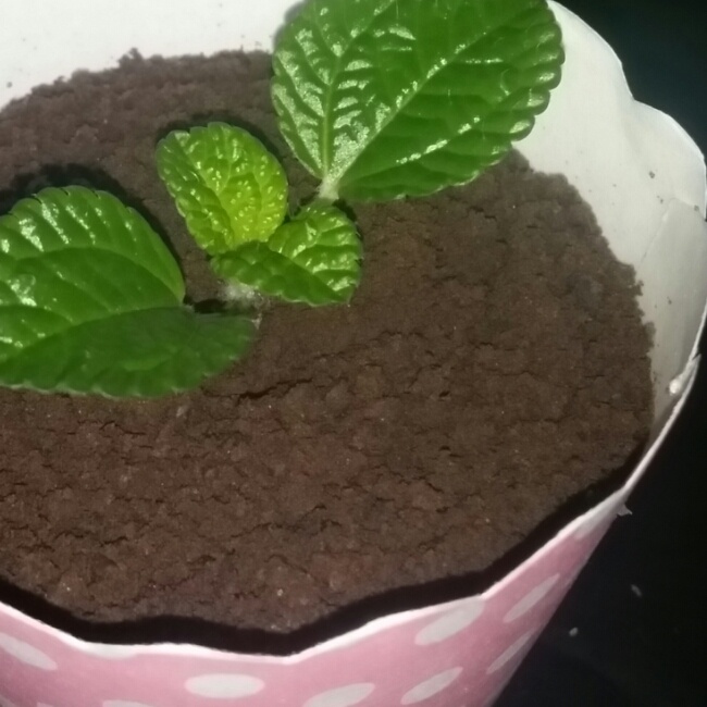 酸奶盆栽/继续延续小清新风/治愈系甜品