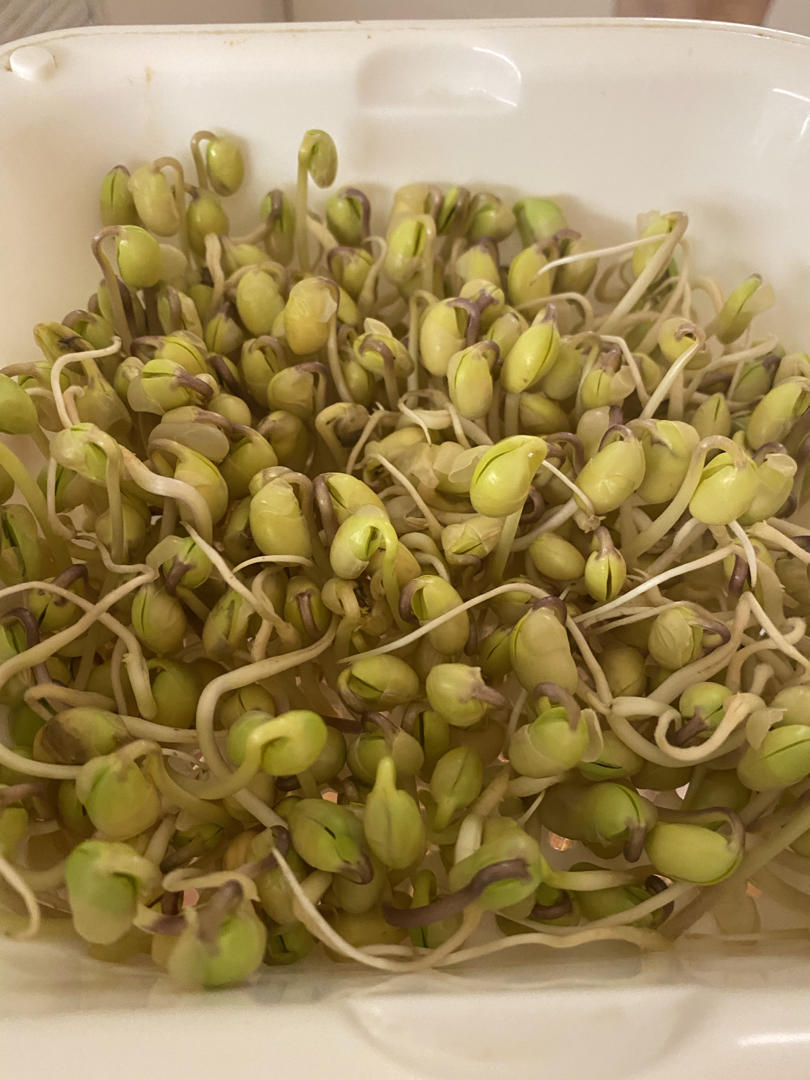 自发豆芽②－黄豆芽，比绿豆芽慢且难，但四五天也能吃上