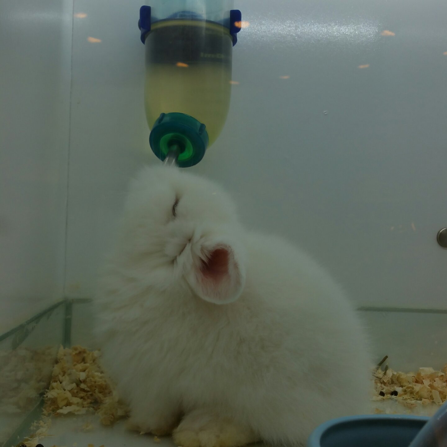 兔子吃泡芙