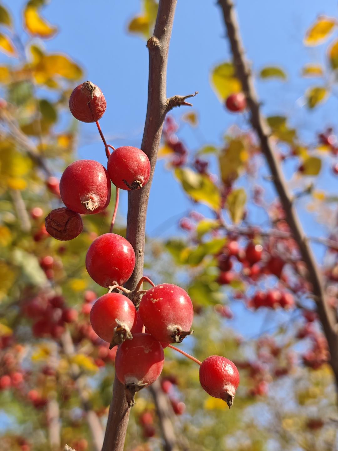 爱生活的桃子0210