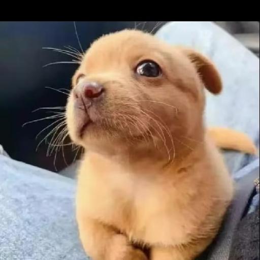 头像是可以变得么么哒