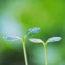 燕窝批发aodachina