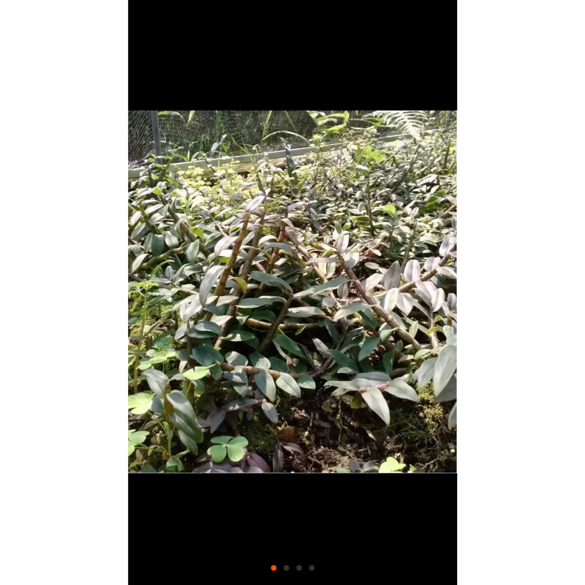 手机用户2698_foln