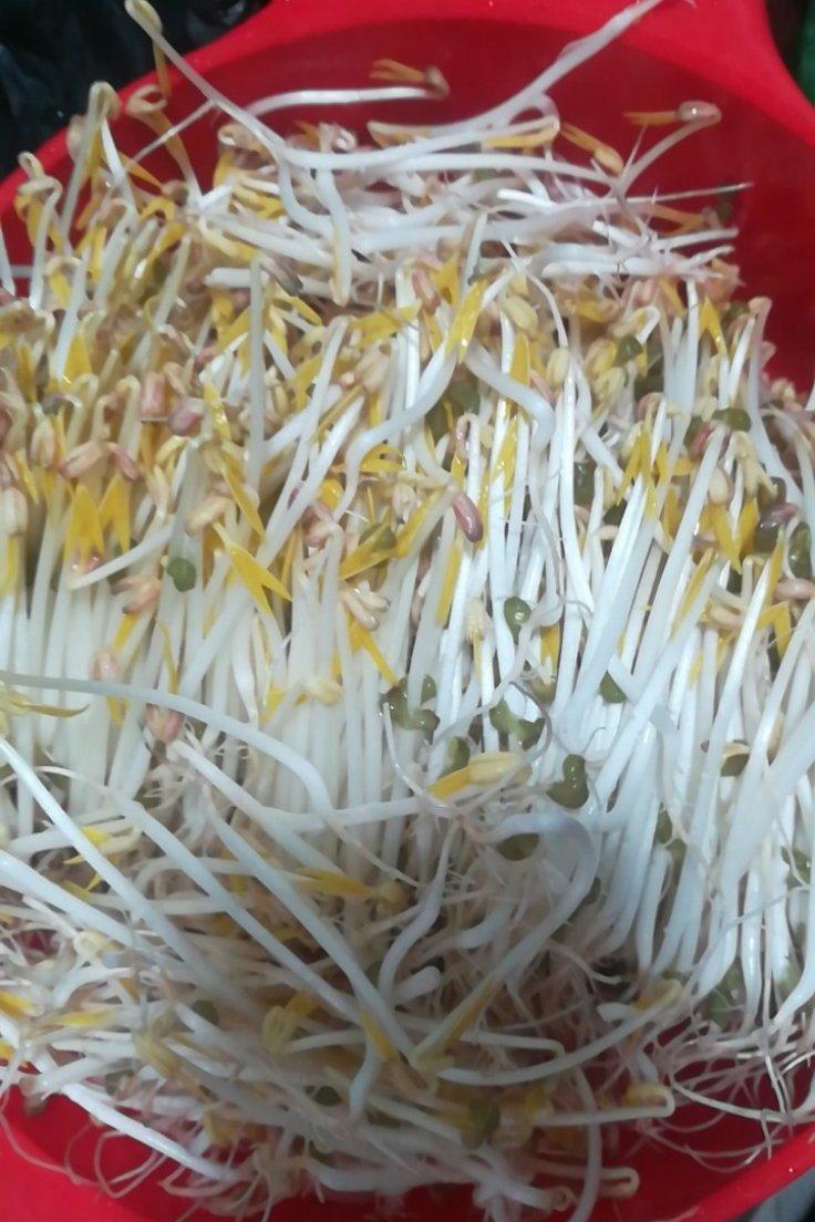 自发绿豆芽/自生豆芽/自制豆芽