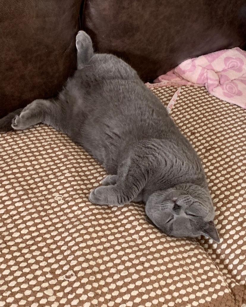 自制爱心营养猫饭