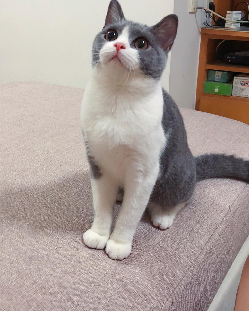 猫饭！猫吃的饭！