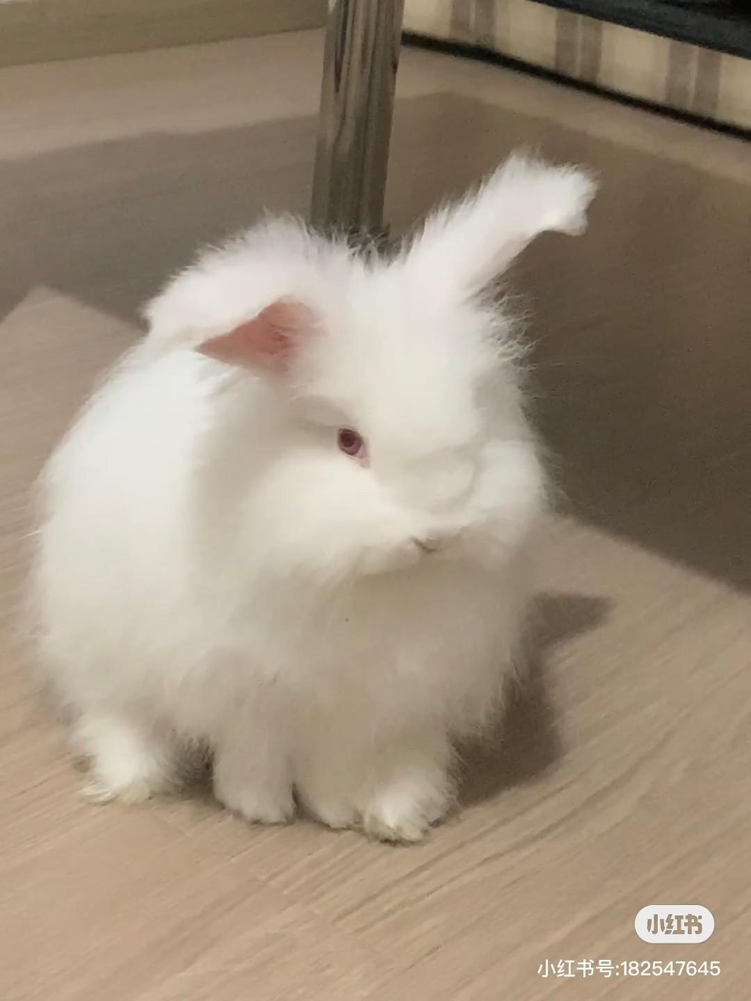 小季想学做菜