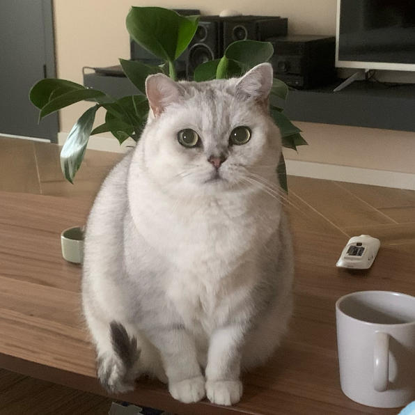 翻糖小核桃