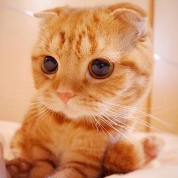 橘子好饿