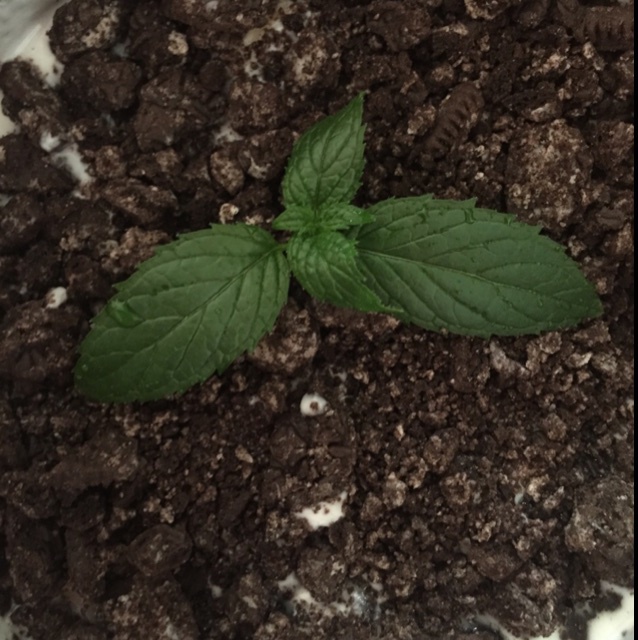 小清新酸奶盆栽