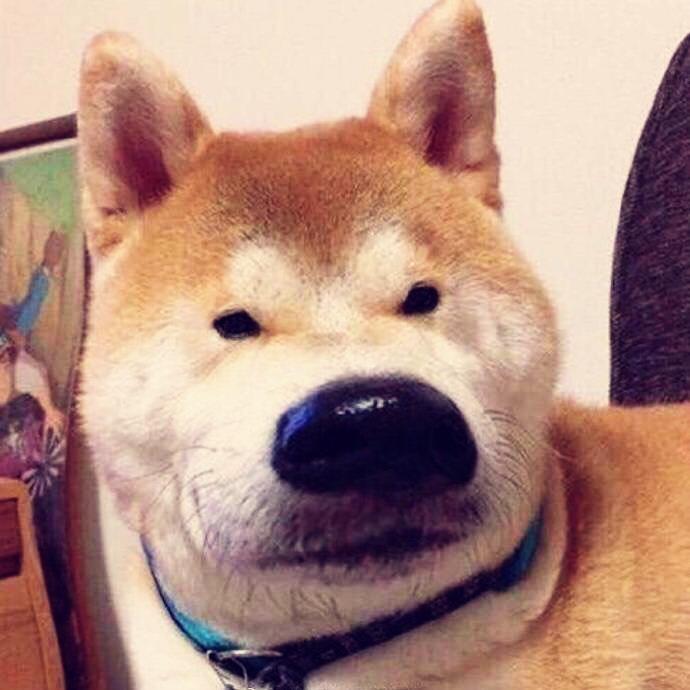 北极熊的大门牙