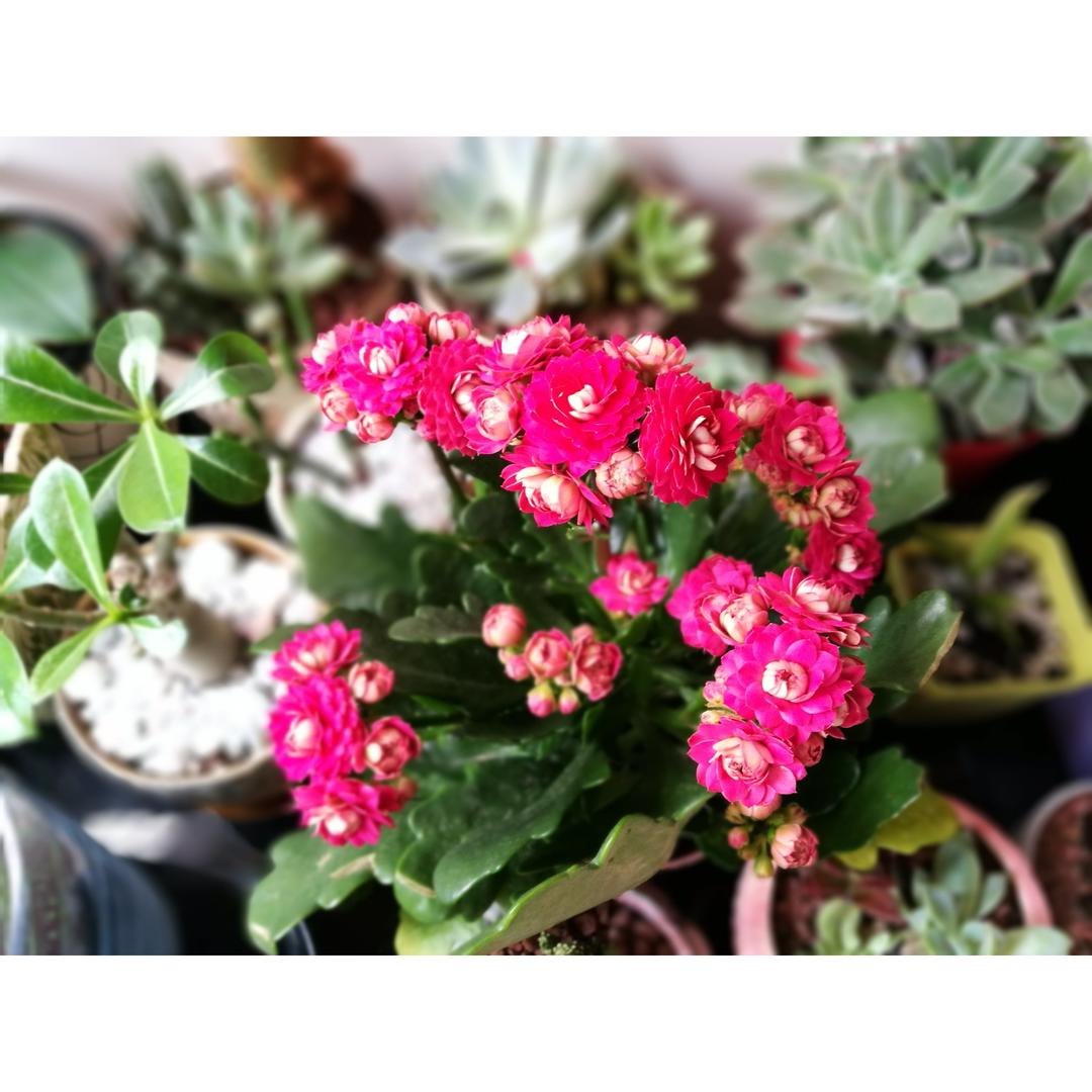 花食间