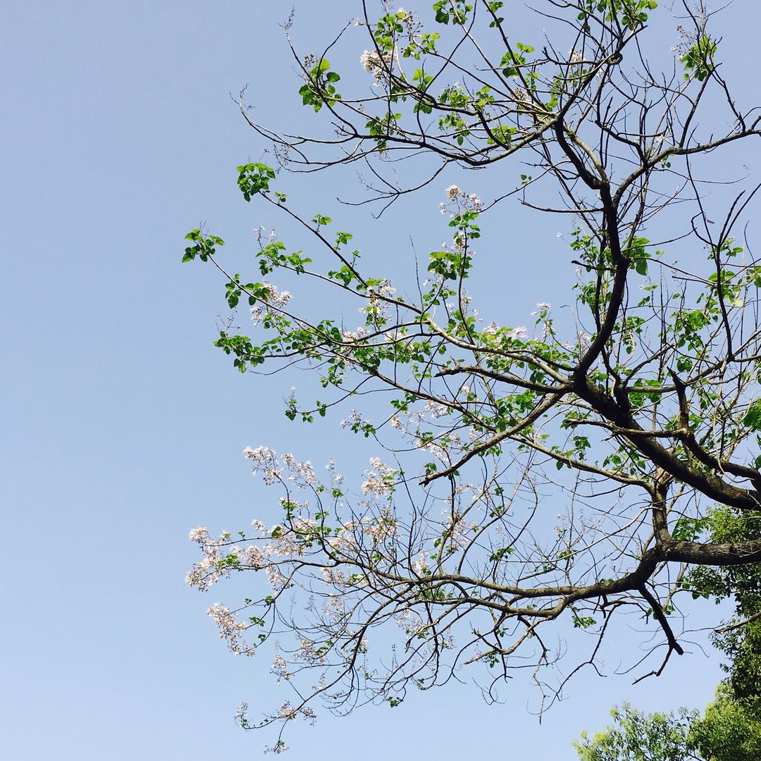 黄山农家土菜分享