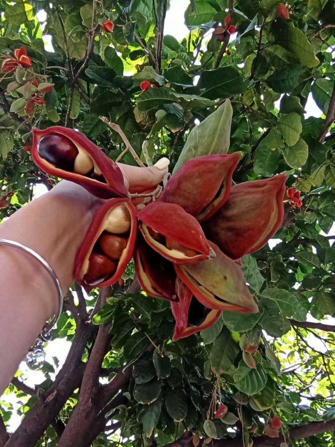 吐泡泡的路灯分享作品2020年07月16日叫凤眼果,又叫频婆果.